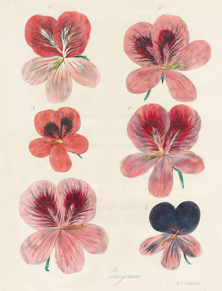 John Derian Wrapping Paper Book