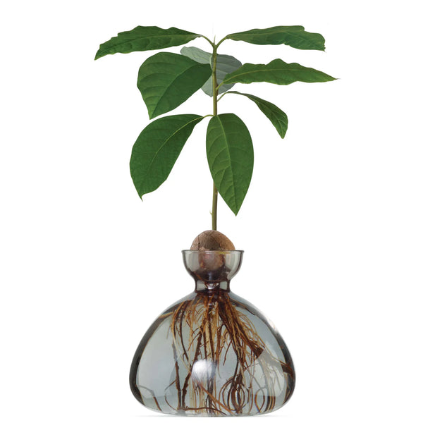 Avocado Vase